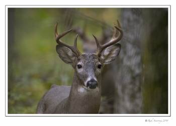 white-tailed buck 8pt copy.jpg